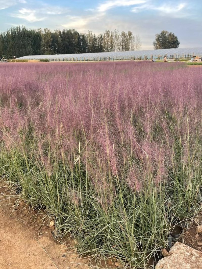 粉黛乱子草现货供应