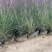 粉黛乱子草现货供应