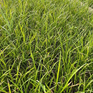 精品麦冬现货供应