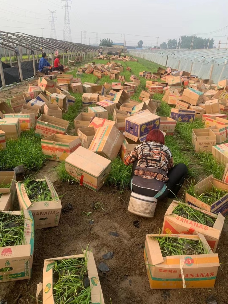 精品麦冬现货供应