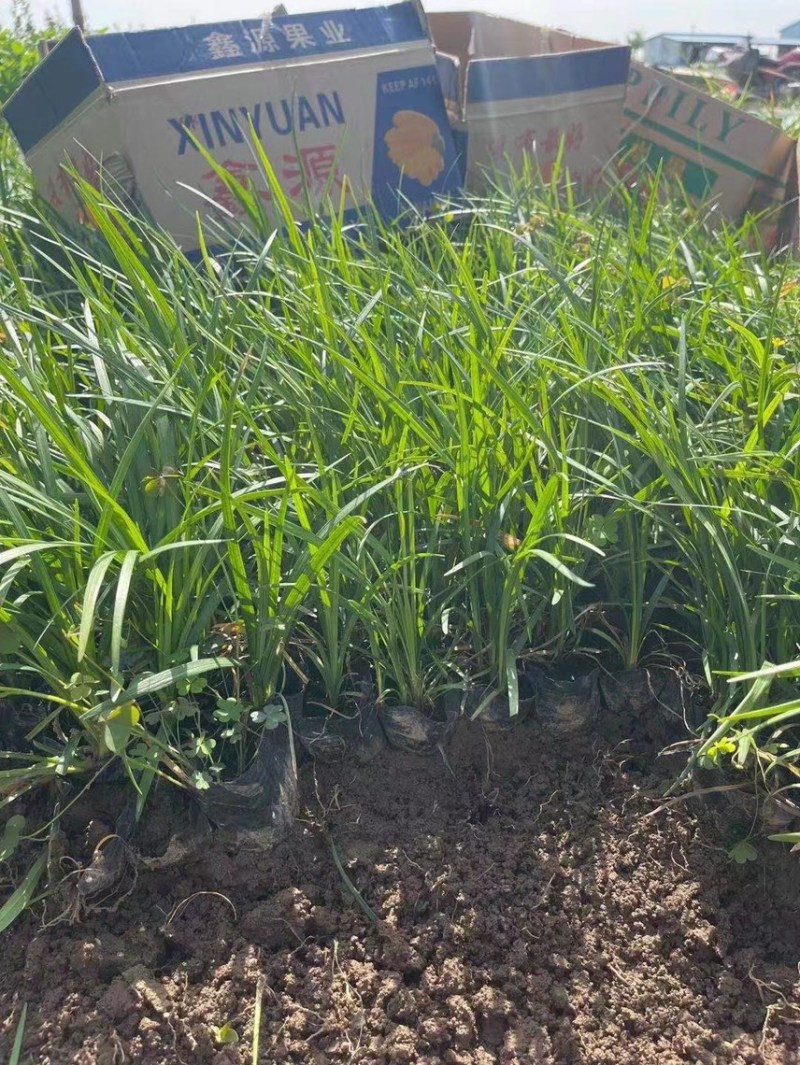 精品麦冬现货供应