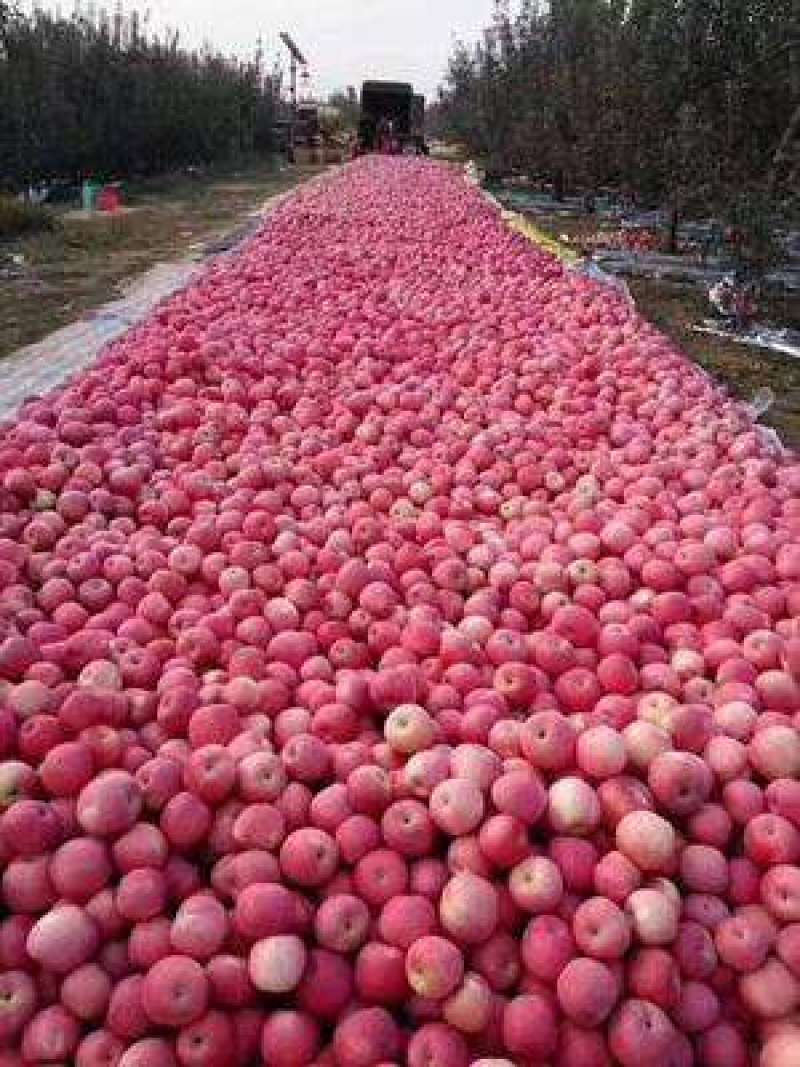 山东红富士苹果脆甜多汁规格品种多样化果面靓丽
