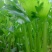皇后芹菜