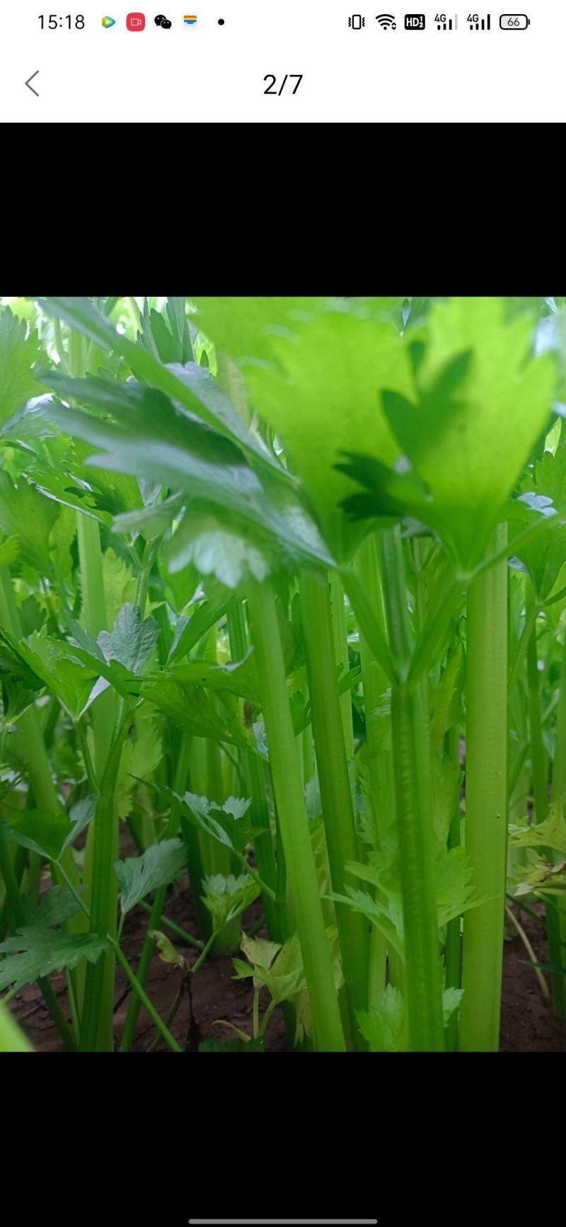 皇后芹菜
