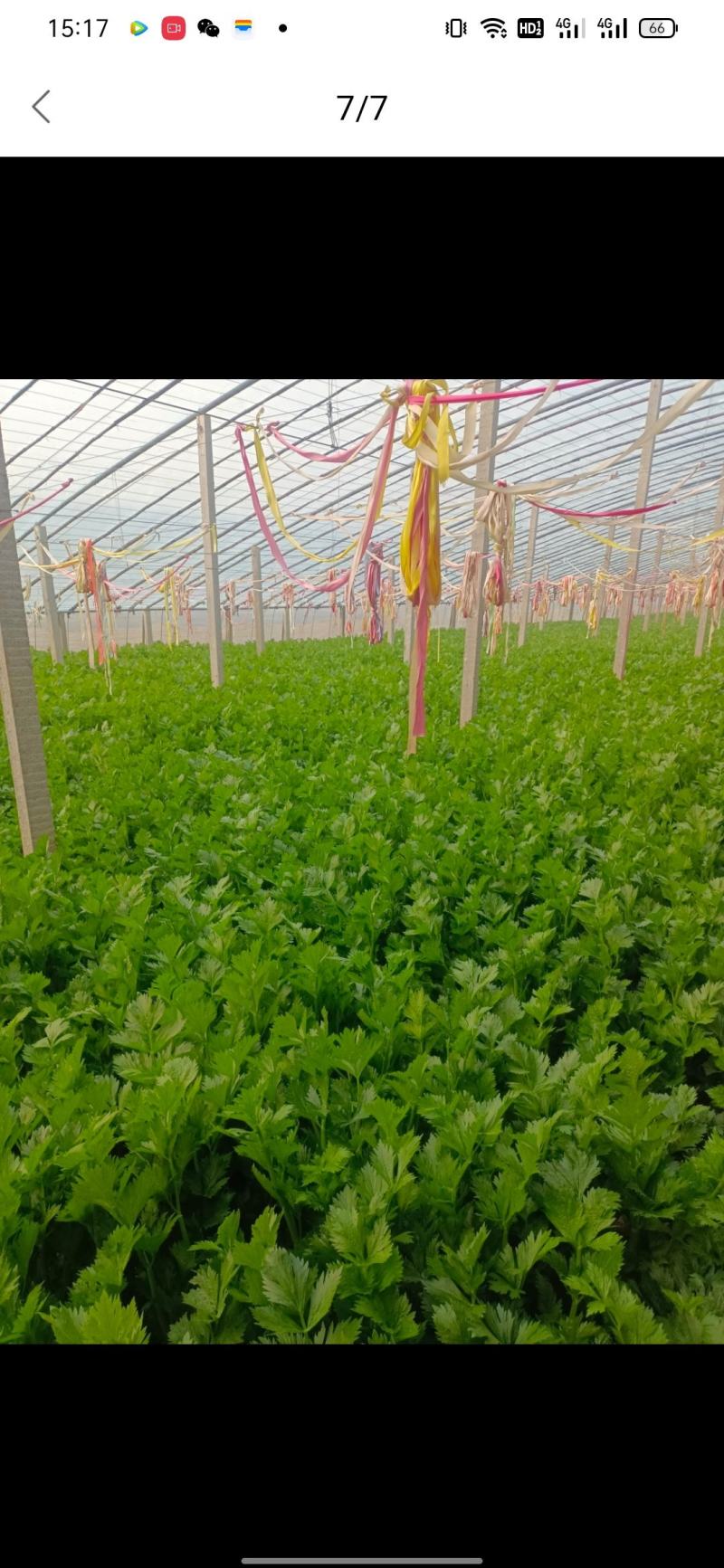 皇后芹菜