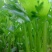 皇后芹菜