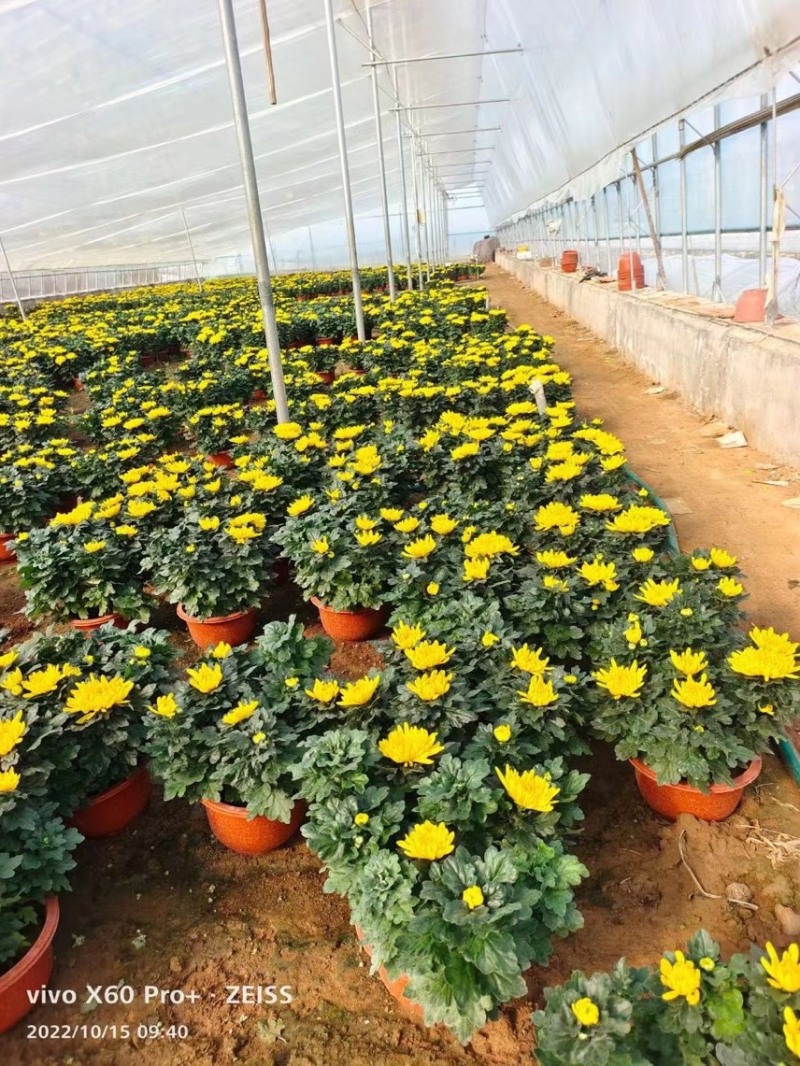 九月菊基地批发