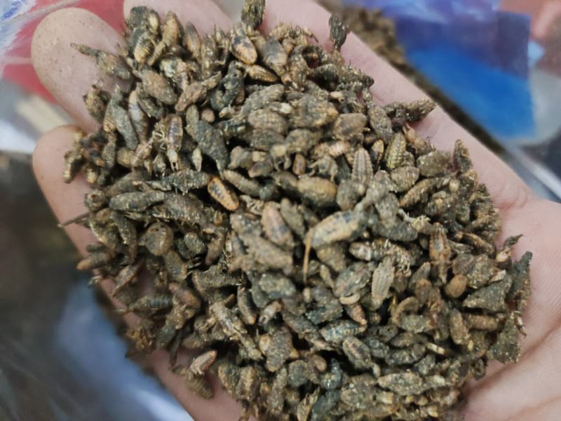 金沙牛地牯牛一手货源欢迎采购量大从优