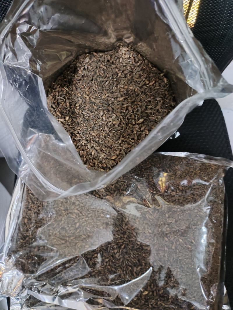 金沙牛地牯牛一手货源欢迎采购量大从优