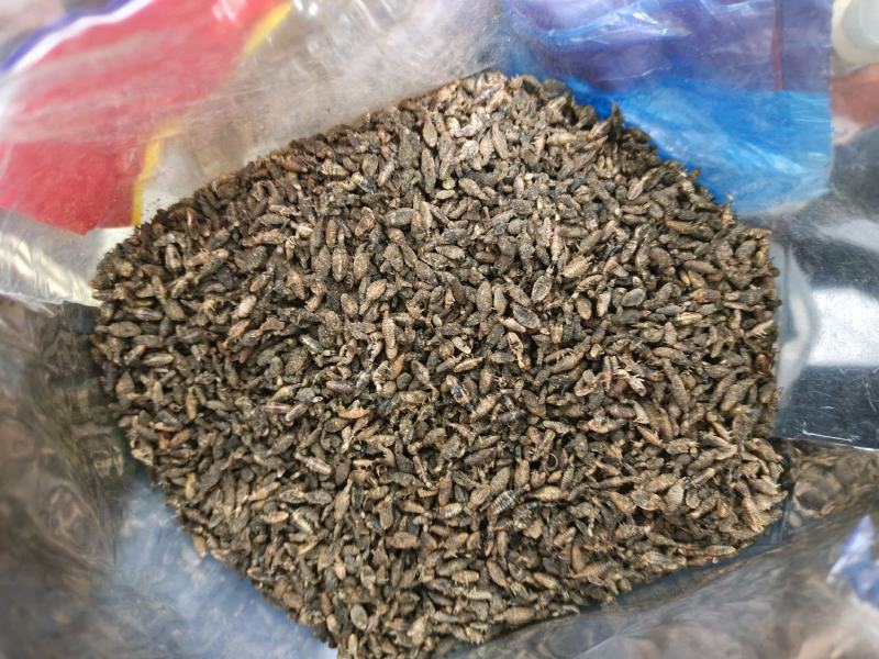 金沙牛地牯牛一手货源欢迎采购量大从优