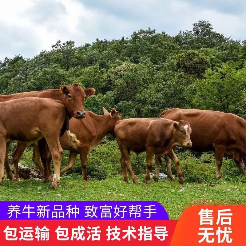黄牛犊改良黄牛包技术包回收包死亡一对一服务