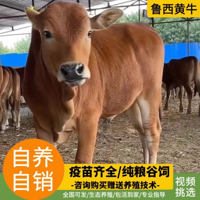 黄牛犊改良黄牛包技术包回收包死亡一对一服务