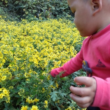2022年新鲜野菊花采摘销售中