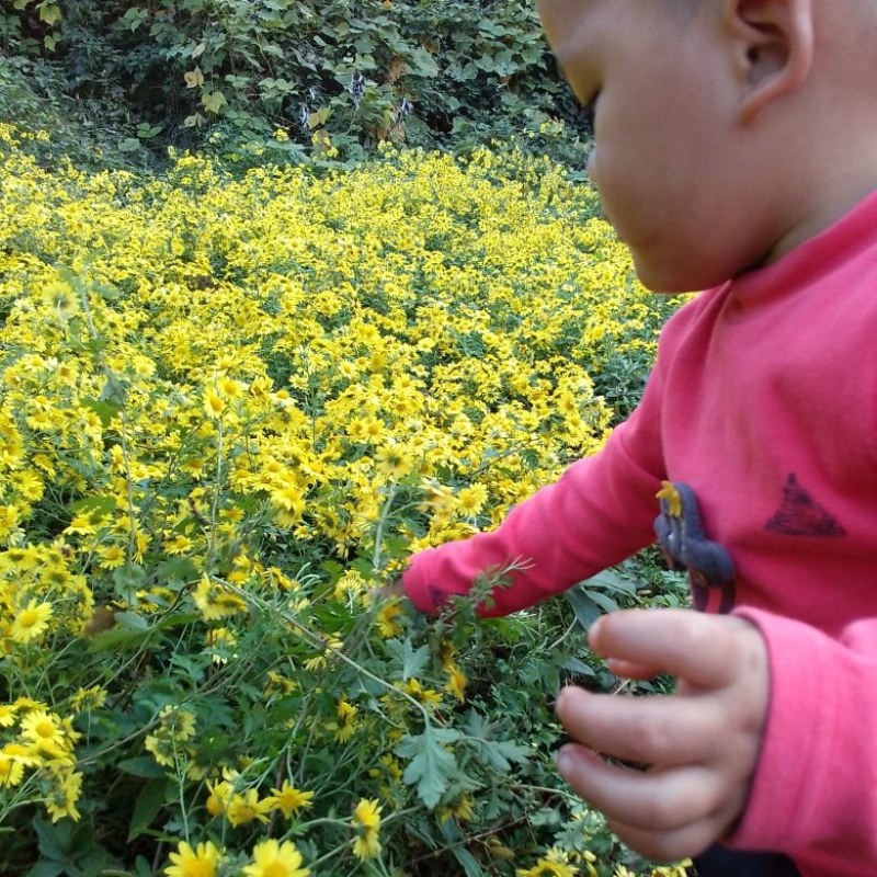 2022年新鲜野菊花采摘销售中