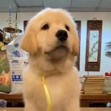 金毛犬