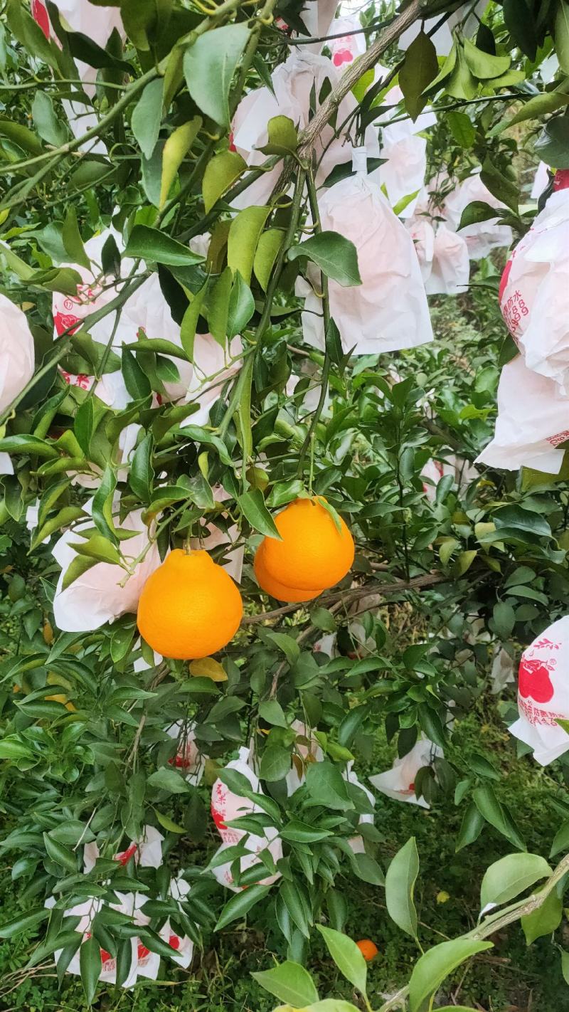 仁寿耙耙柑