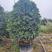金桂高度2.5米到3.5米冠幅2米到2.6米福建漳州苗木