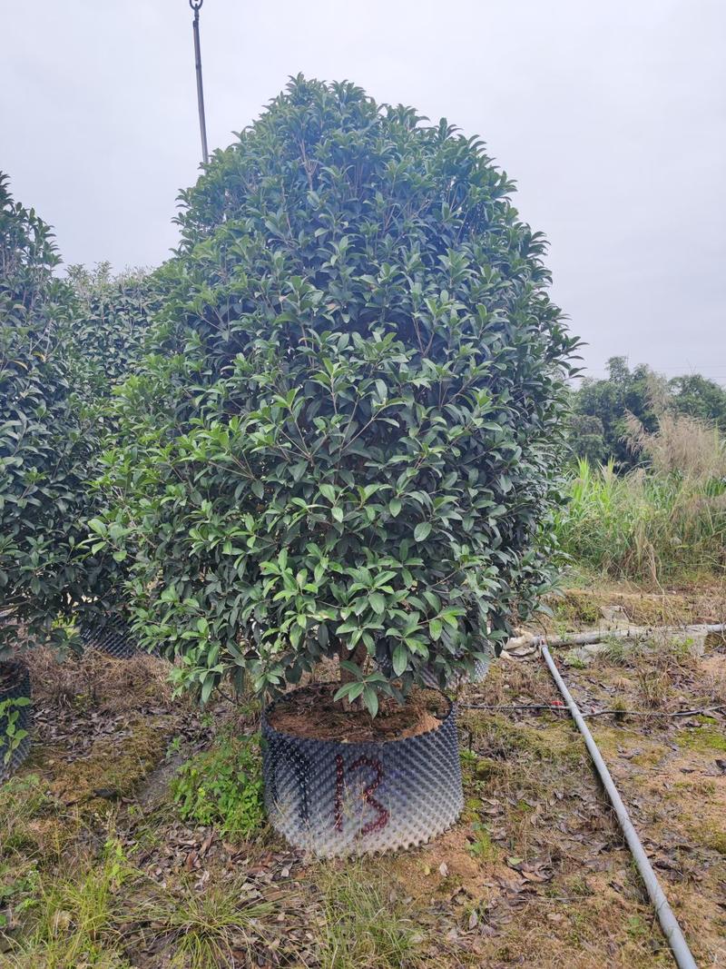 金桂高度2.5米到3.5米冠幅2米到2.6米福建漳州苗木