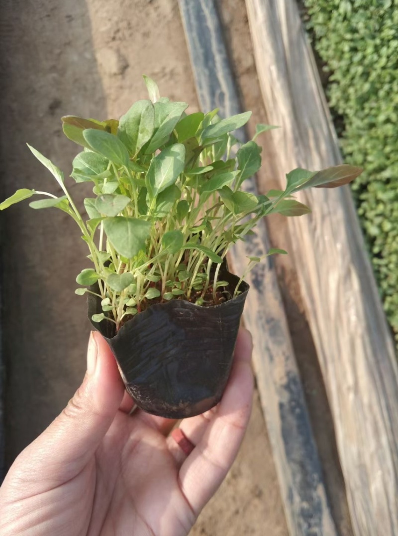 美丽月见草基地批发