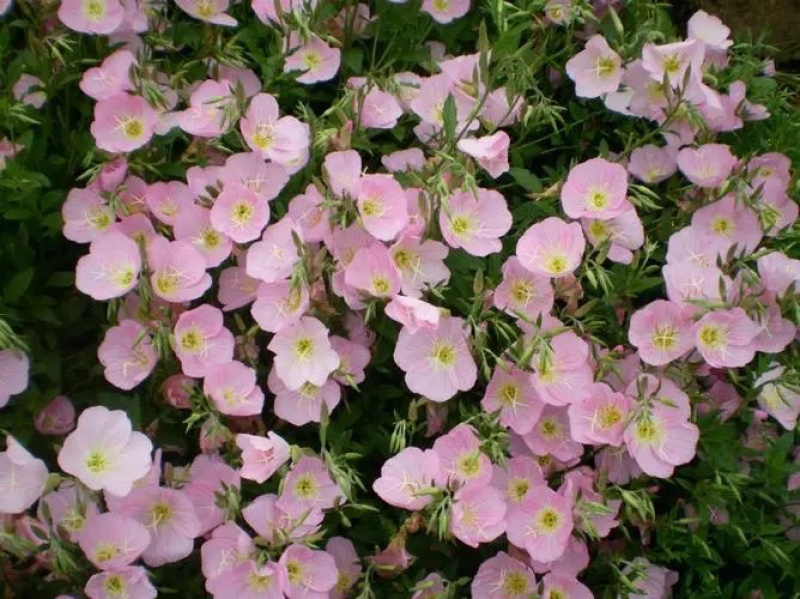 美丽月见草基地批发