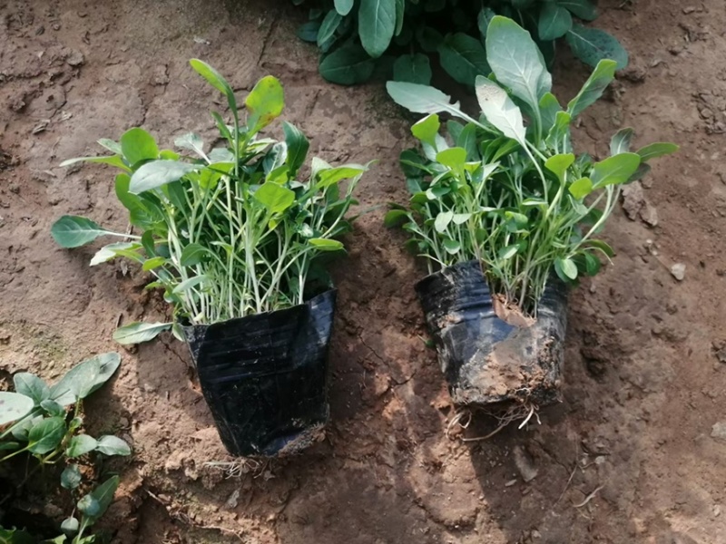 美丽月见草基地批发