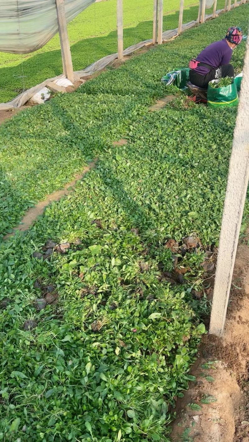 美丽月见草基地批发