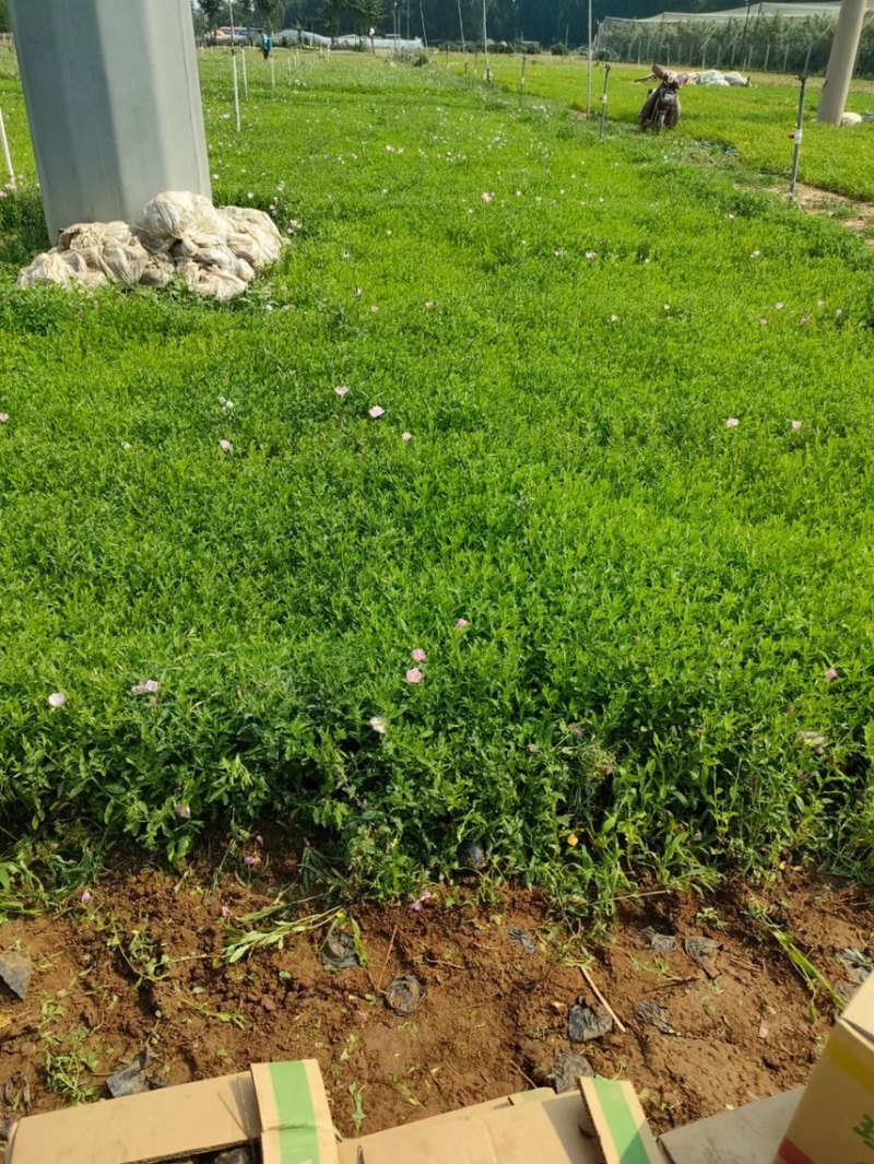 美丽月见草基地批发