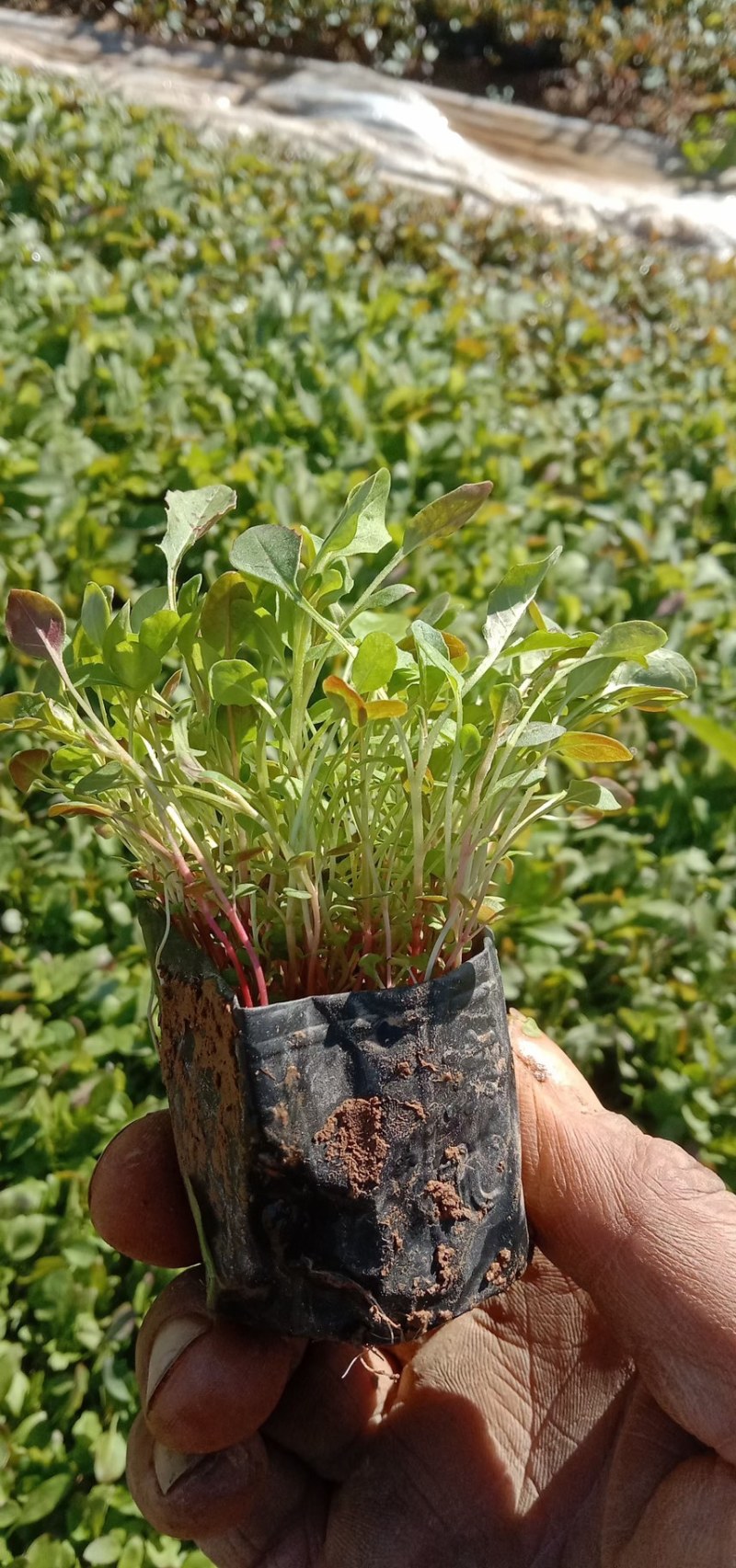 美丽月见草基地批发