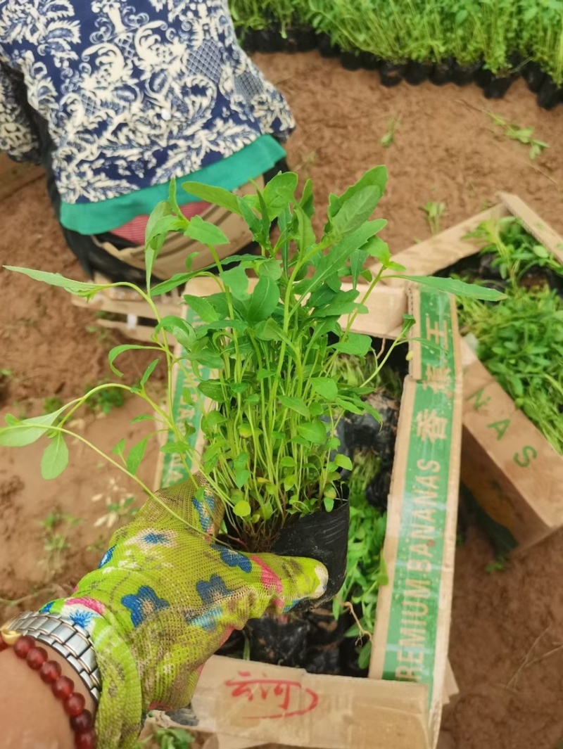 美丽月见草基地批发