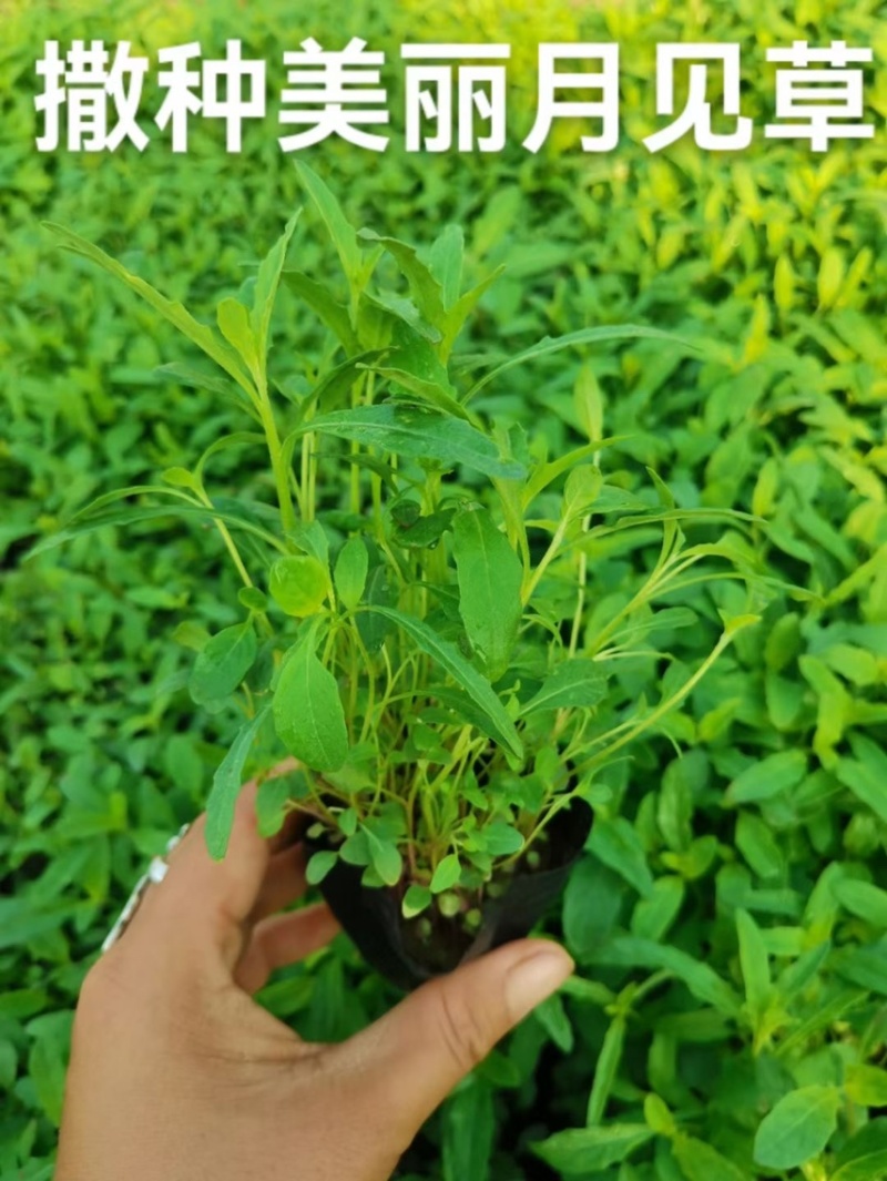 美丽月见草基地批发