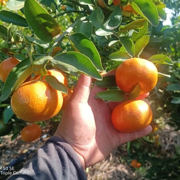 默科特