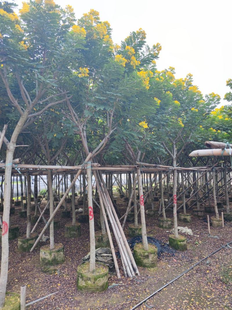 黄花槐大量供应米径6公分到10公分福建漳州苗木基地