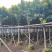 黄花槐大量供应米径6公分到10公分福建漳州苗木基地