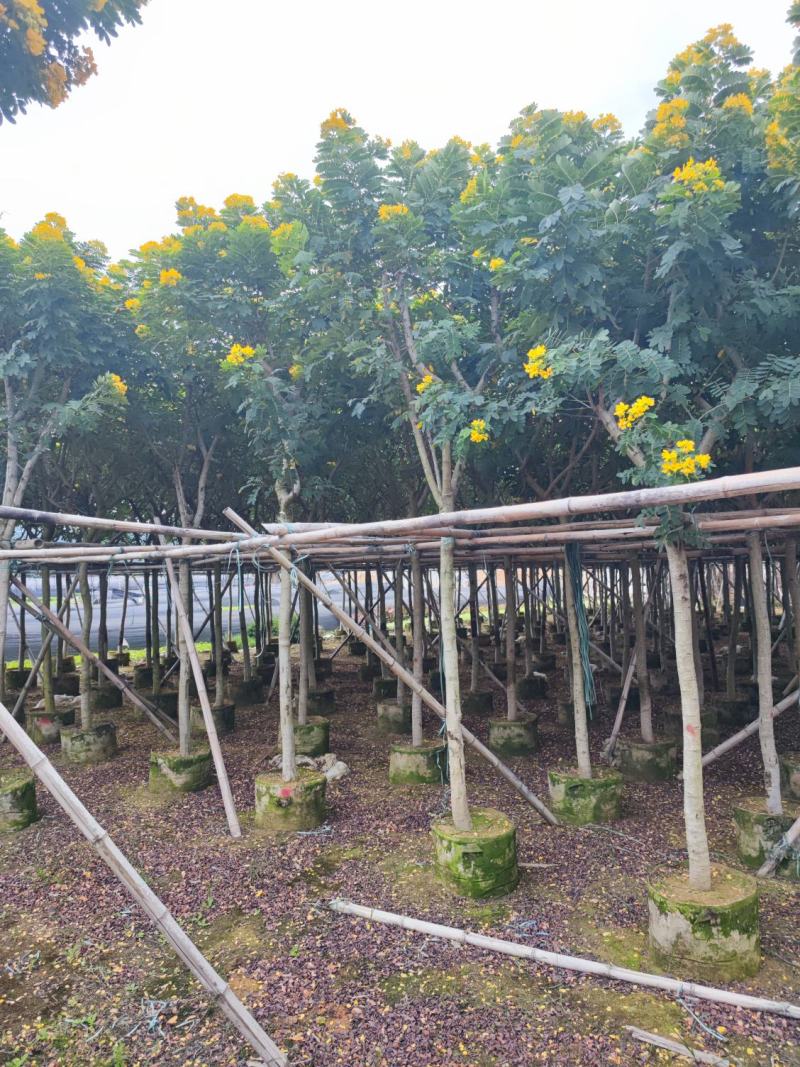 黄花槐大量供应米径6公分到10公分福建漳州苗木基地
