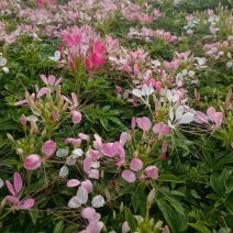 醉蝶花供应基地