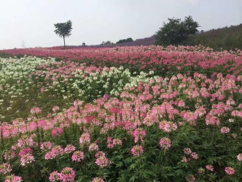 醉蝶花供应基地