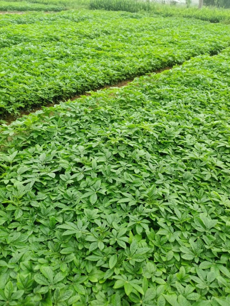 醉蝶花供应基地