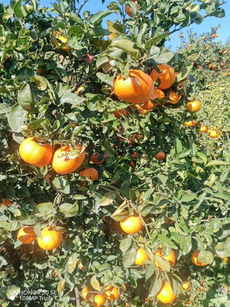 默科特