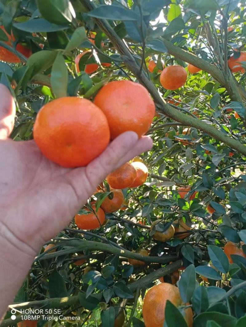 默科特