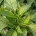【精选苗】线椒苗薄皮线椒苗黄皮线椒苗8号椒免费技术指导