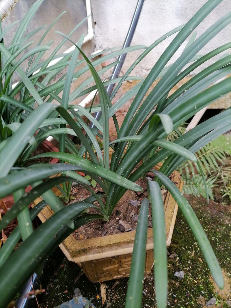 红花石蒜彼岸花种球，现挖发货，包邮，花叶不相见