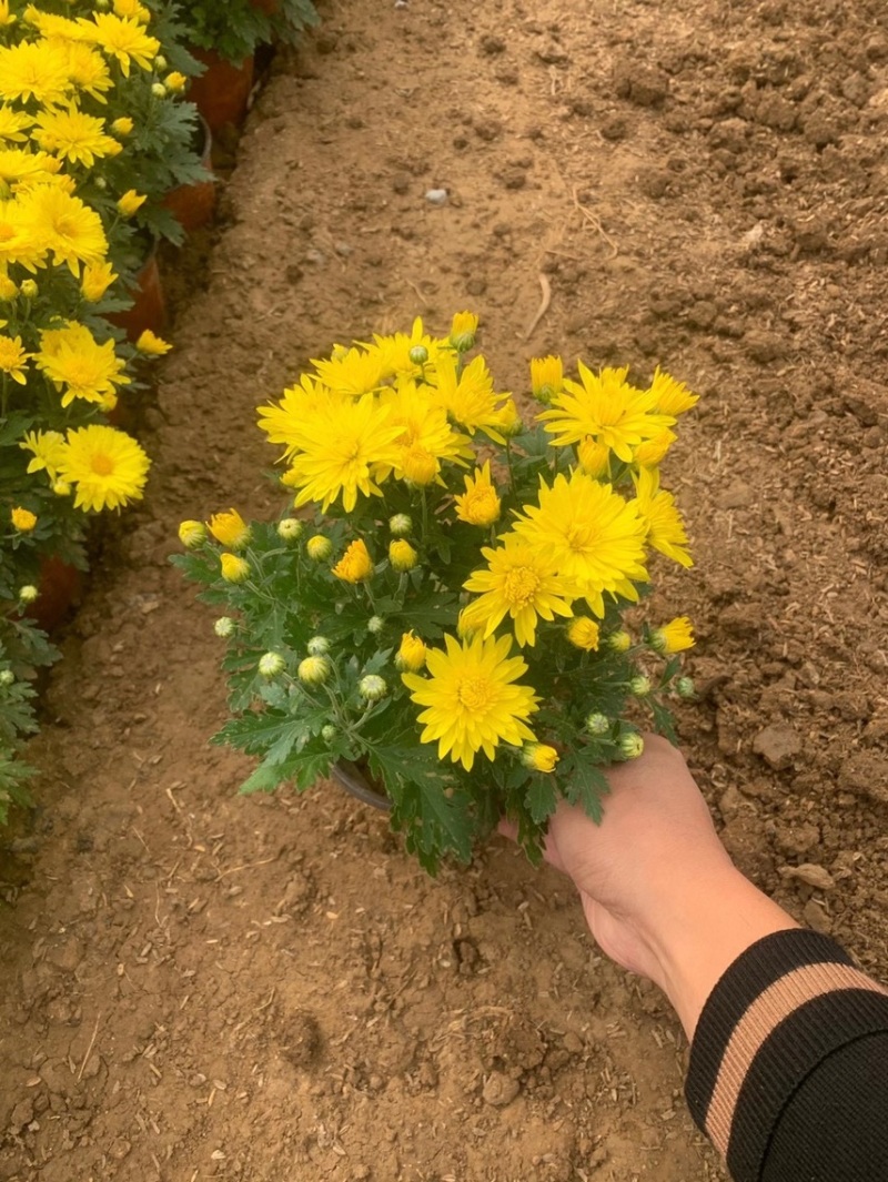 精品国庆菊批发基地