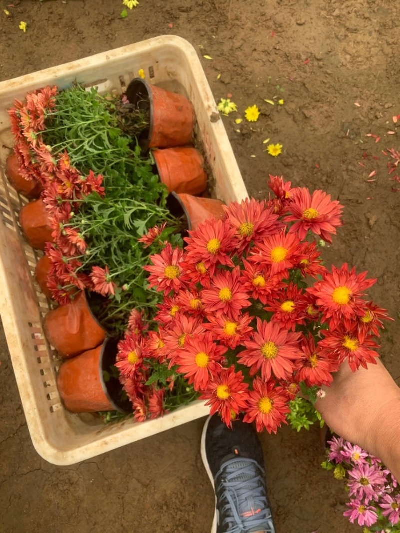 精品国庆菊批发基地