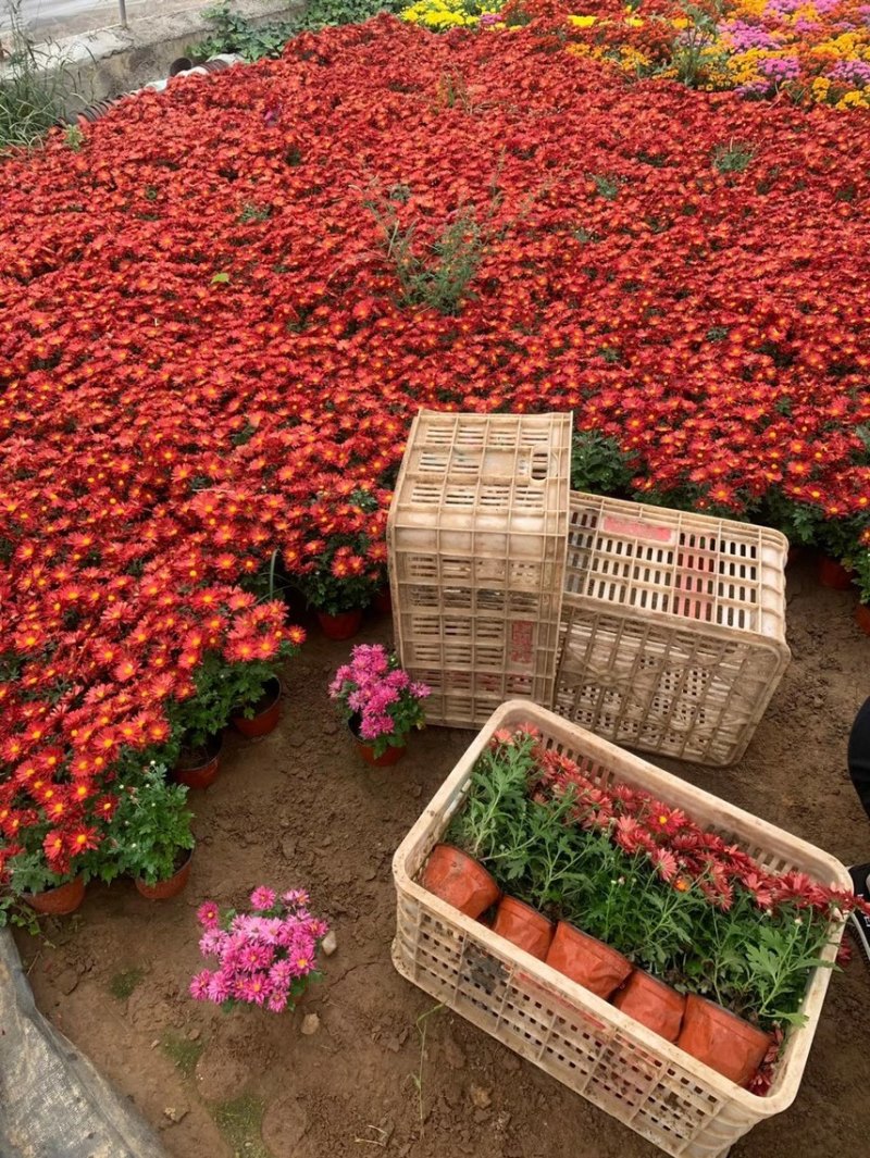 精品国庆菊批发基地