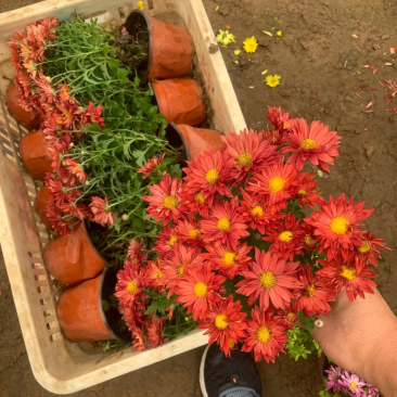 精品国庆菊基地自产自销