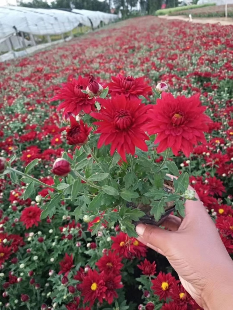 精品国庆菊基地自产自销