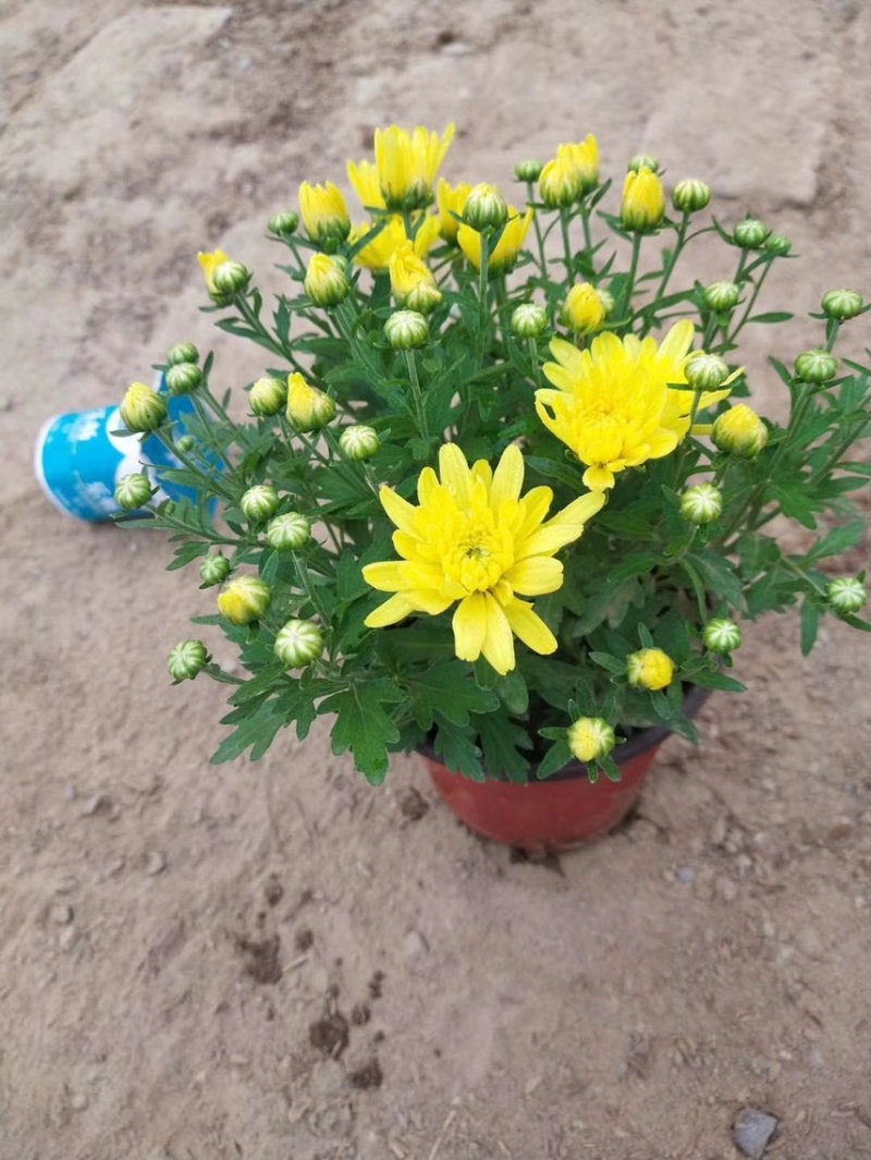 精品国庆菊基地自产自销