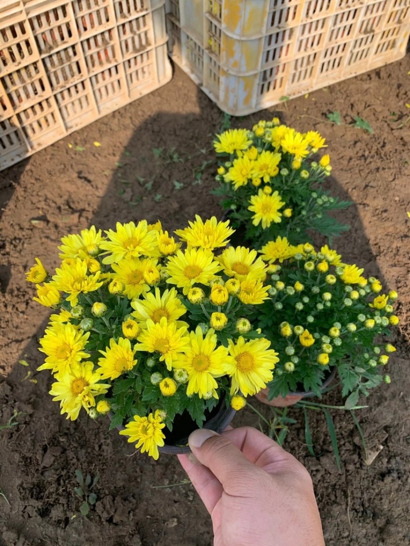 精品国庆菊基地自产自销