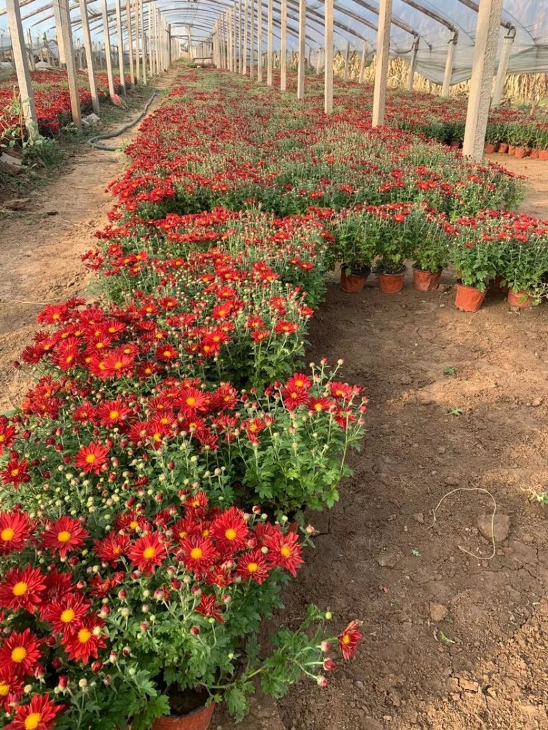 精品国庆菊基地自产自销