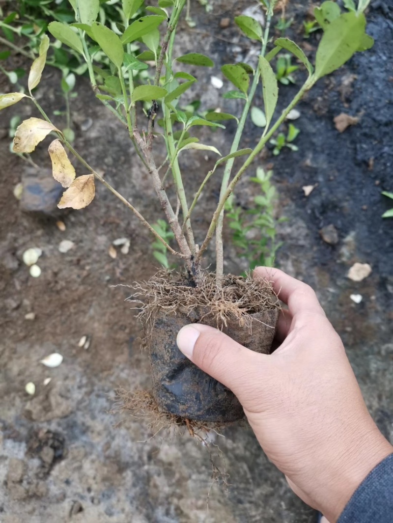 卫矛供应批发基地